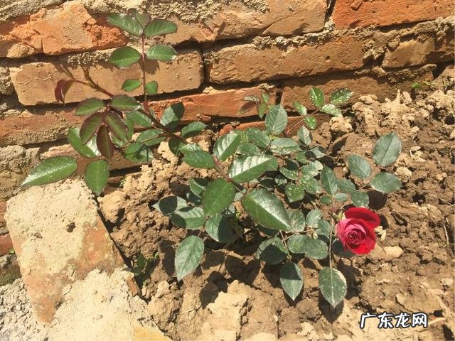 懒人有什么在家锻炼的方法?