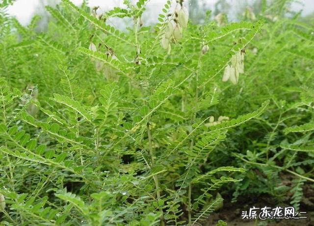 种中药材一年赚多少钱 今年网上好多人说种植中药材一年亩收入几万块钱,是真的吗?