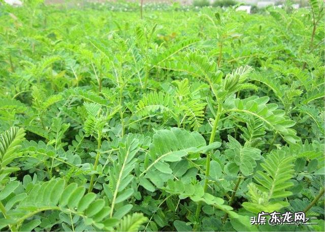 种中药材一年赚多少钱 今年网上好多人说种植中药材一年亩收入几万块钱,是真的吗?