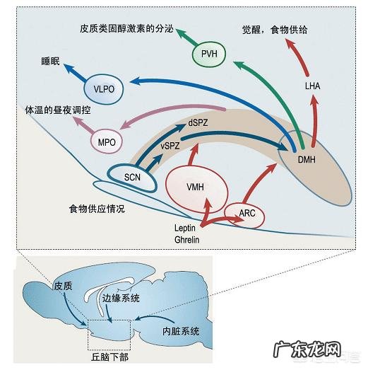 俗话说“睡到自然醒”，这句话里面有什么科学规律吗
