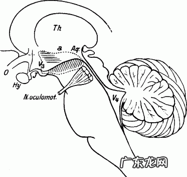 俗话说“睡到自然醒”，这句话里面有什么科学规律吗