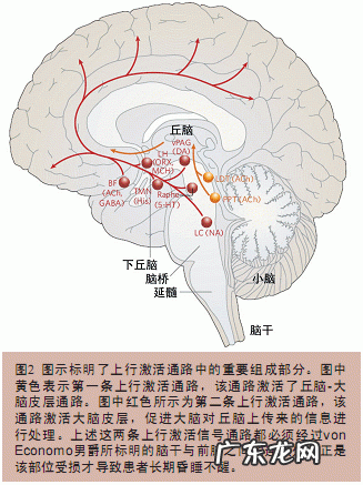 俗话说“睡到自然醒”，这句话里面有什么科学规律吗