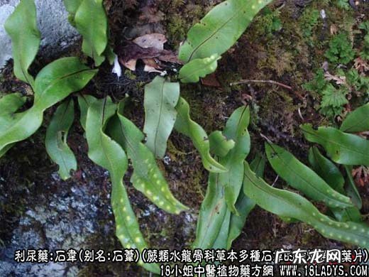 石韦图片_石韦的功效与作用