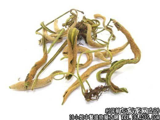 石韦图片_石韦的功效与作用