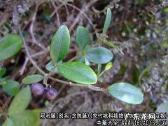 念珠藤 阿利藤图片_阿利藤的功效与作用