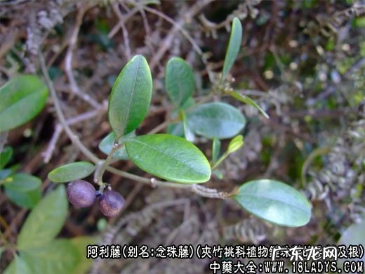 念珠藤 阿利藤图片_阿利藤的功效与作用