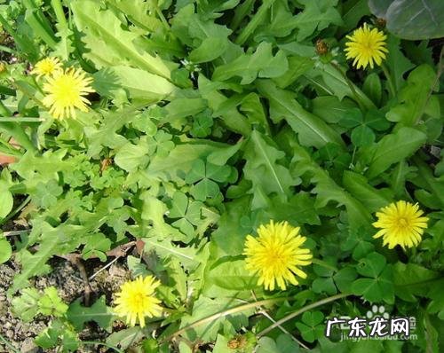 雾霾天吃什么有利于清肺?