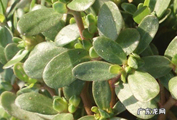 治痔疮的野菜,7种野菜治疗痔疮疗效最佳