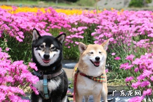 做了自体脂肪填充面部,想瘦身体上的胖,能吃减肥产品吗?