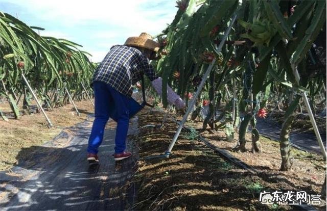火龙果能用酸醋打叶面肥吗?