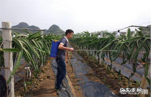 火龙果能用酸醋打叶面肥吗?