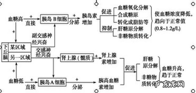 为什么有时前一天晚上吃的越饱,早上起床越饿?