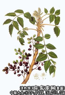 鸦胆子图片_鸦胆子的功效与作用