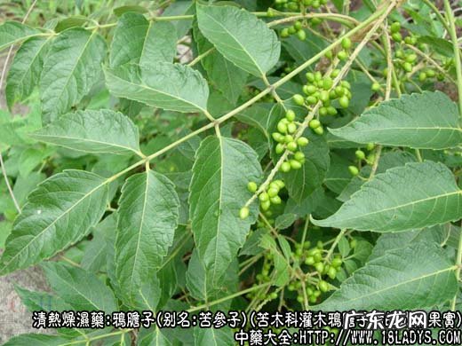 鸦胆子图片_鸦胆子的功效与作用