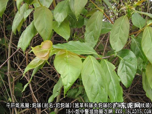 钩藤图片_钩藤的功效与作用