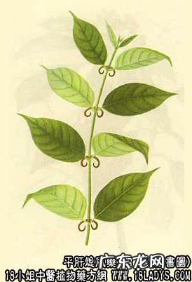 钩藤图片_钩藤的功效与作用