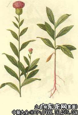 小蓟图片_小蓟的功效与作用