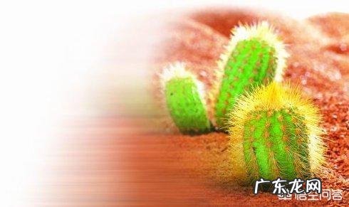 心口摸着有个硬块是剑突吗 在自己胸口剑突处摸到一个硬块该怎么办？