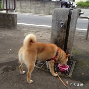 康佳奇奶昔真的可以减肥吗