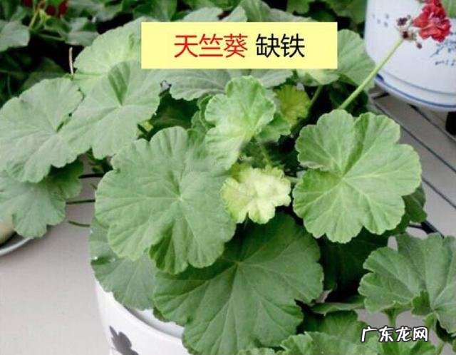 怎样使用em菌给果树灌根的呢?