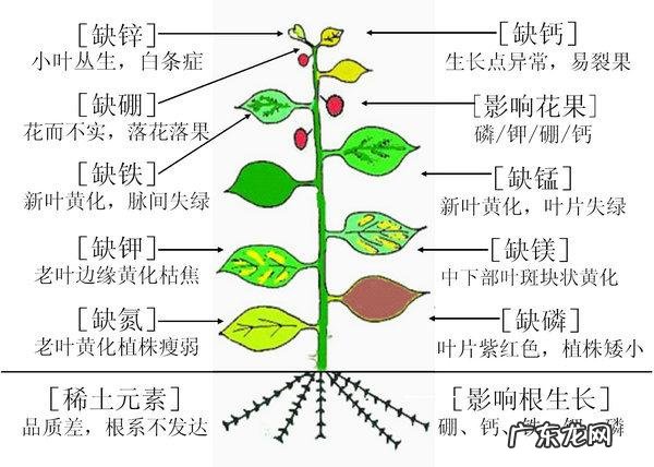 怎样使用em菌给果树灌根的呢?