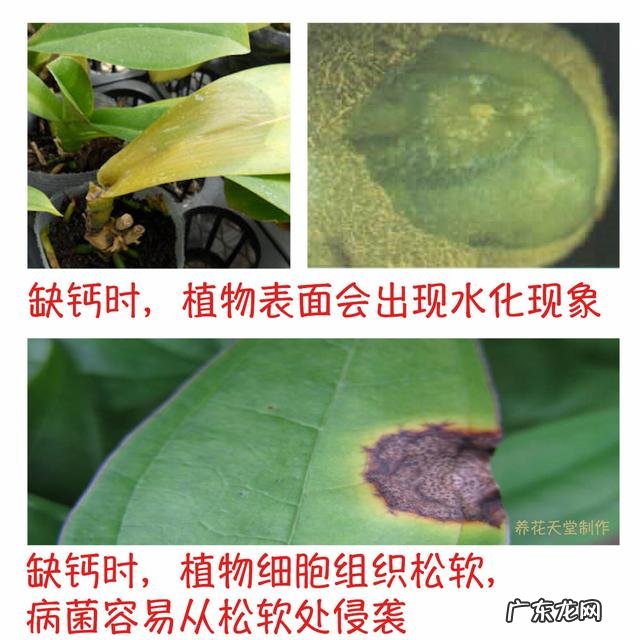 怎样使用em菌给果树灌根的呢?