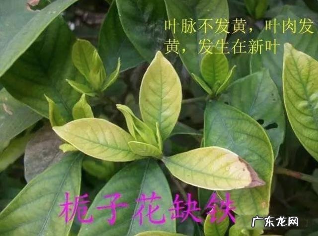 怎样使用em菌给果树灌根的呢?