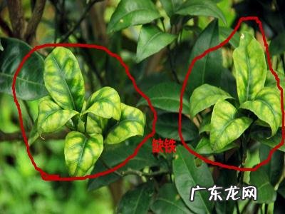 怎样使用em菌给果树灌根的呢?
