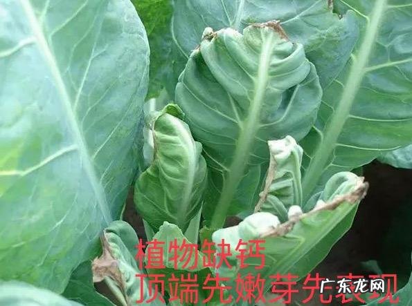 怎样使用em菌给果树灌根的呢?