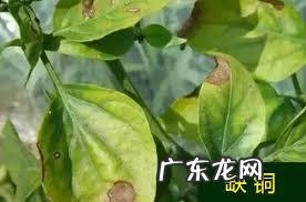怎样使用em菌给果树灌根的呢?