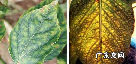 怎样使用em菌给果树灌根的呢?