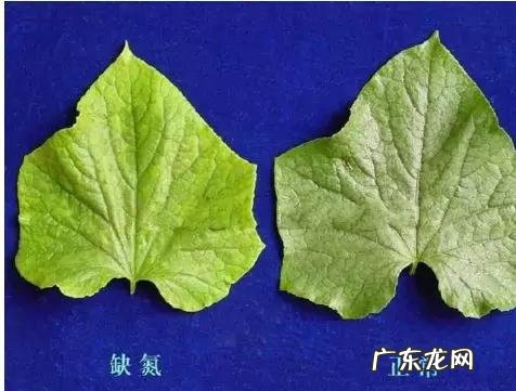 怎样使用em菌给果树灌根的呢?