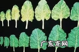 怎样使用em菌给果树灌根的呢?