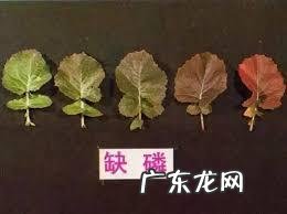 怎样使用em菌给果树灌根的呢?