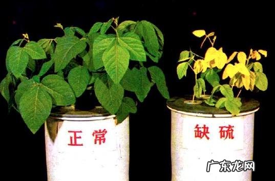 怎样使用em菌给果树灌根的呢?
