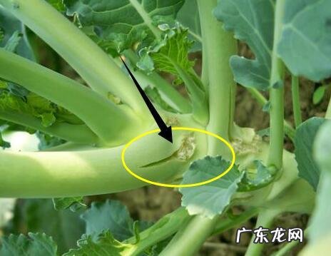 怎样使用em菌给果树灌根的呢?