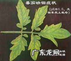 怎样使用em菌给果树灌根的呢?