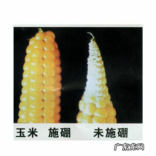 怎样使用em菌给果树灌根的呢?