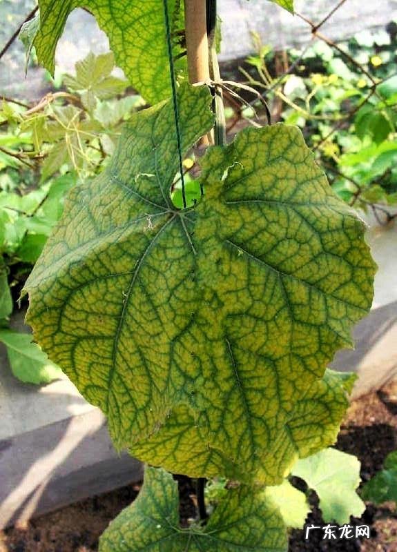 怎样使用em菌给果树灌根的呢?