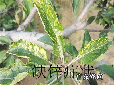 怎样使用em菌给果树灌根的呢?
