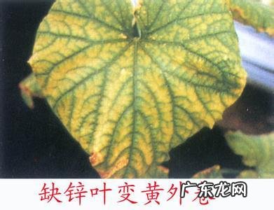 怎样使用em菌给果树灌根的呢?