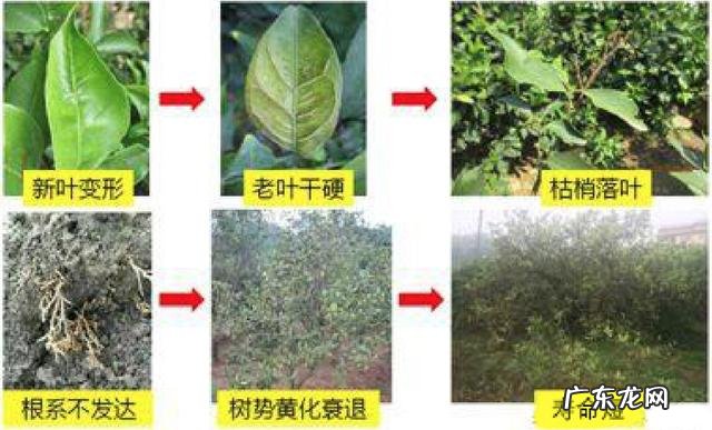 怎样使用em菌给果树灌根的呢?