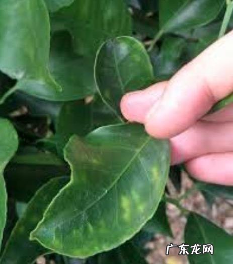 怎样使用em菌给果树灌根的呢?