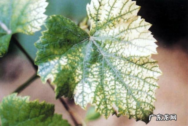 怎样使用em菌给果树灌根的呢?