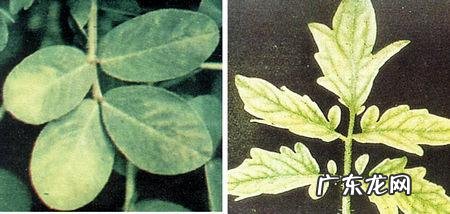 怎样使用em菌给果树灌根的呢?