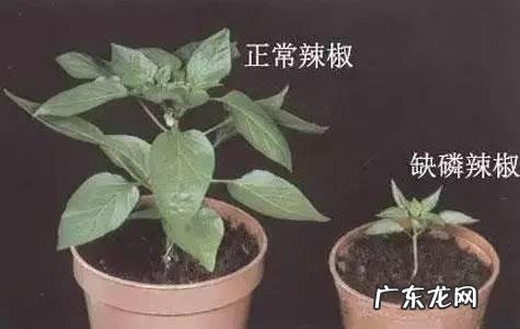 怎样使用em菌给果树灌根的呢?