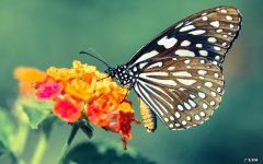 茶最早是起源于中国还是日本呢