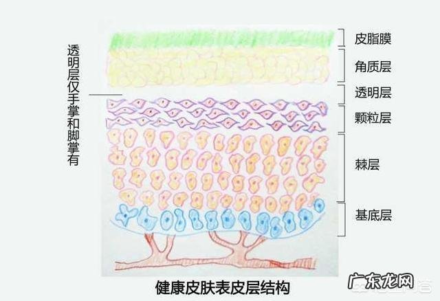 除了保湿作用的化妆品,我们的皮肤还能吸收什么化妆品呢