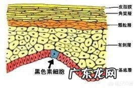 除了保湿作用的化妆品,我们的皮肤还能吸收什么化妆品呢