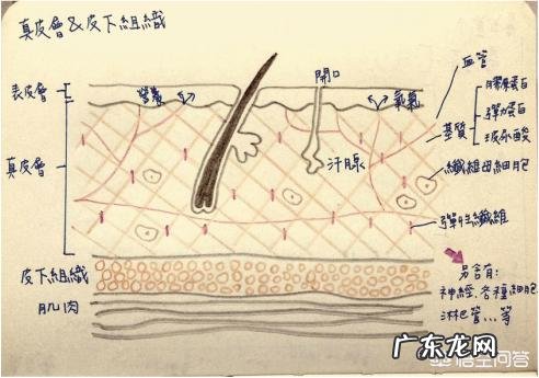 除了保湿作用的化妆品,我们的皮肤还能吸收什么化妆品呢
